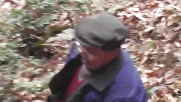 在线性罪犯案件的系列个森林吸链接